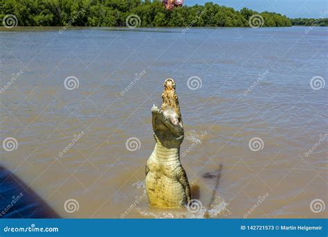 Jumping Saltwater Crocodile In Kakadu National Park In Australia X S