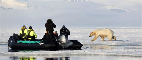 Polar Bear Svalbard by Ship - BIg Animals Expeditions