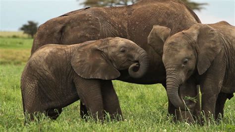 Elephant Students Britannica Kids Homework Help