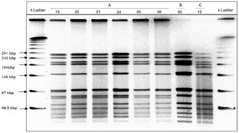 Restriction Fragments Generated By Pulsed Field Gel Electrophoresis