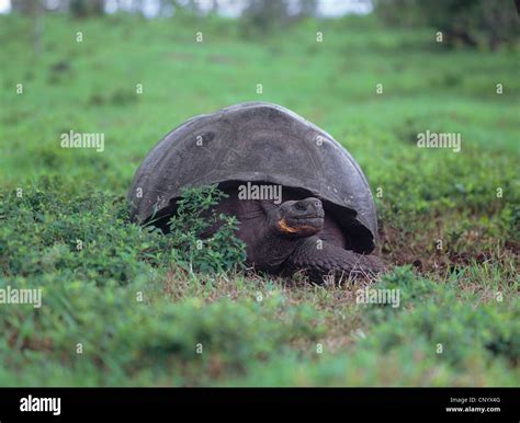 Tortuga Gigante De Las Gal Pagos Geochelone Elephantopus Geochelone