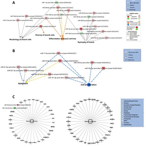 Bioinformatic Analyses Of Differentially Expressed Mirs Ingenuity Download Scientific Diagram