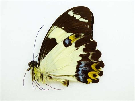 Papilio Euchenor Ssp Male UP AUREUS Butterflies Insects