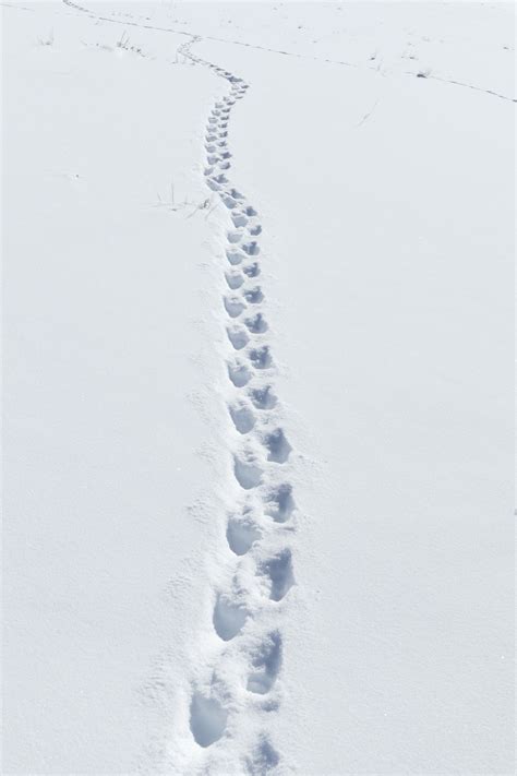 Bildet natur snø kald vinter sti hvit fotspor dyreliv is