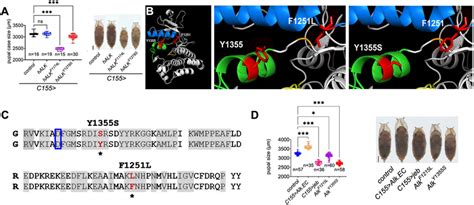 Crisprcas9 Mediated Generation Of Neuroblastoma Associated Alk Download Scientific Diagram