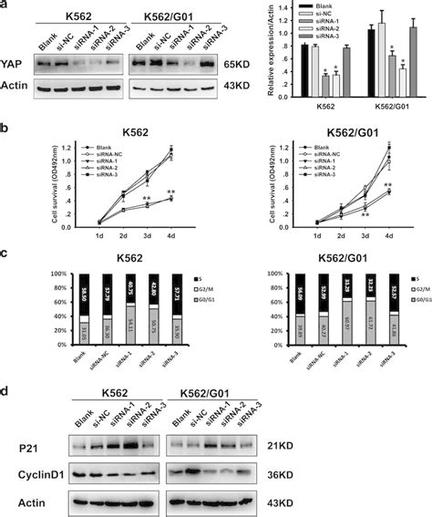 Silencing Of YAP Inhibits The Proliferation Of CML Cells A Knockdown