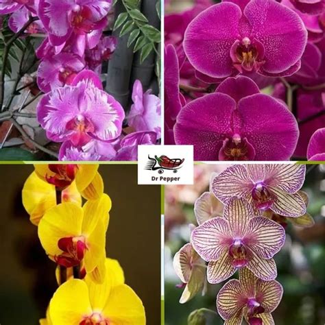 Kit Mudas De Orqu Deas Phalaenopsis Promo O Mais Adubo Venda Em