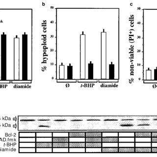 E Ect Of Z VAD Fmk On Apoptosis Induction By Diamide Or T BHP 2B4 11