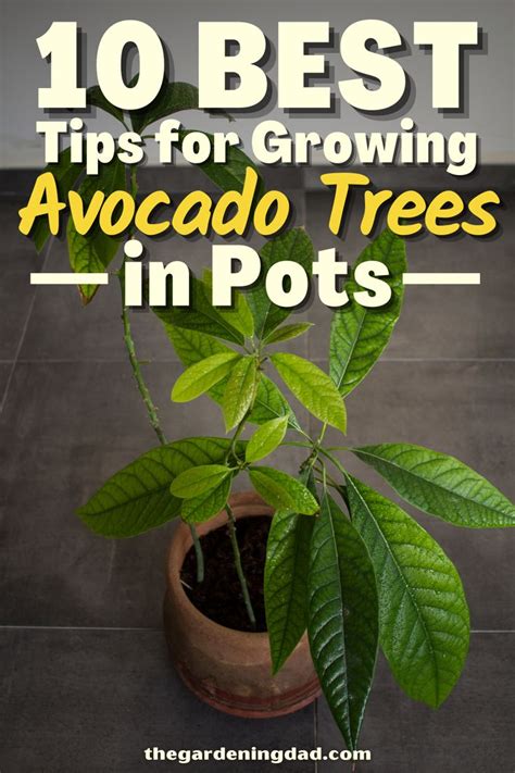 Easy Tips To Grow Avocado In Pots Growing An Avocado Tree Grow