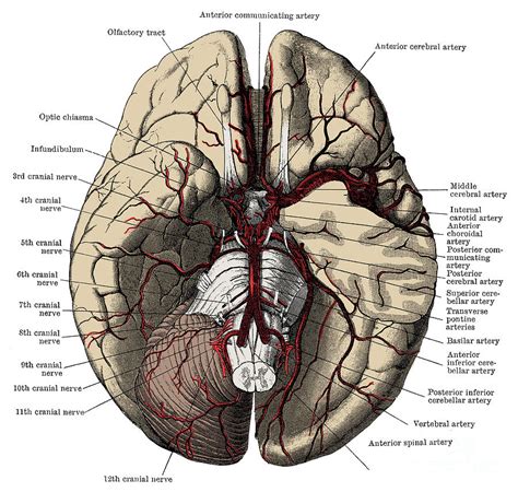 Arteries Of The Brain Photograph by Science Source - Pixels