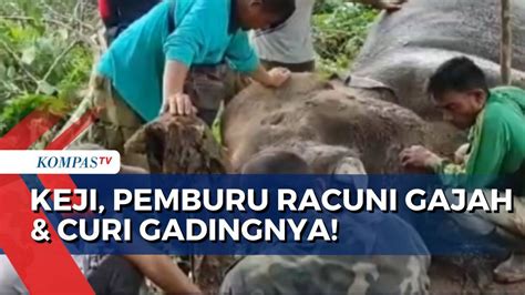 Diburu Untuk Diambil Gadingnya Gajah Rahman Di Taman Nasional Tesso