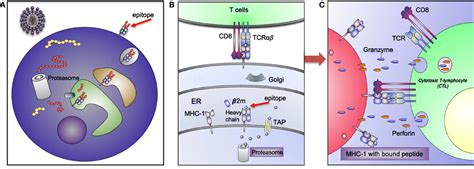 Frontiers Human Leukocyte Antigen Hla And Immune Regulation How Do