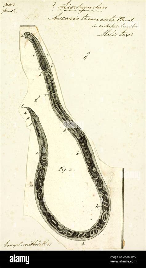 Ascaris Truncata Print Image Showing Life Cycle Inside And Outside Of The Human Body Of One