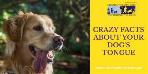 Crazy facts about your dog's tongue - Richmond Valley Veterinary Practice