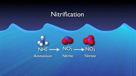 10 Intriguing Facts About Nitrification