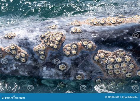 Closeup View of Whale Skin Covered by Barnacles Stock Image - Image of ...