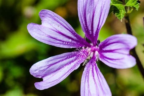 Malva para que serve e como fazer o chá Tua Saúde