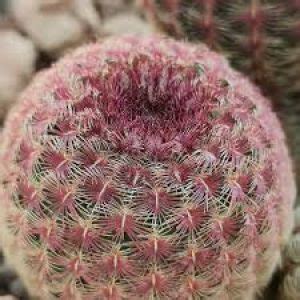 Echinocereus Rigidissimus Subs Rubispinus Giromagi Cactus And Succulents