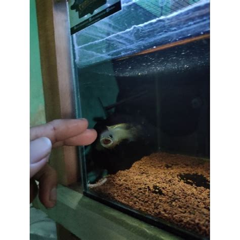 jual limbata single banting harga rb ekor shopee indonesia