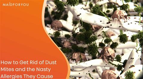 How To Get Rid Of Dust Mites Maidforyou