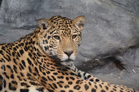 Jaguar is a cat, a feline in the Panthera genus only extant Panthera ...