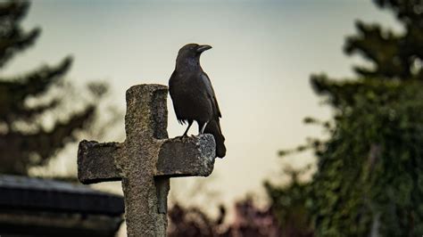 Crow Symbolism and Meaning: Exploring the Wise Bird | HowStuffWorks