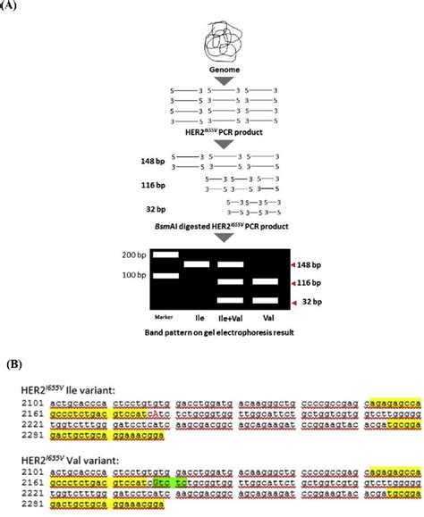 Pcr Rflp Procedure A Steps In Performing Her2 I655v Genotyping Using