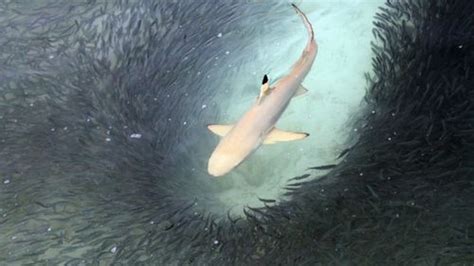 Blacktip Shark Found In A Florida Swimming Pool Iflscience