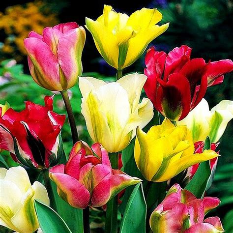 Tulipan Viridiflora Mix Szt Cebulki Tulipan W Benex Sklep Empik