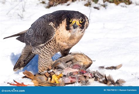 Peregrine Falcon Eating Its Partridge Prey Stock Photo Image Of