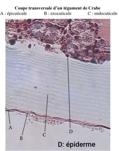 Tp Histologie Pour Quand T Es Dans La Merde Avant La Colle Cartes Quizlet