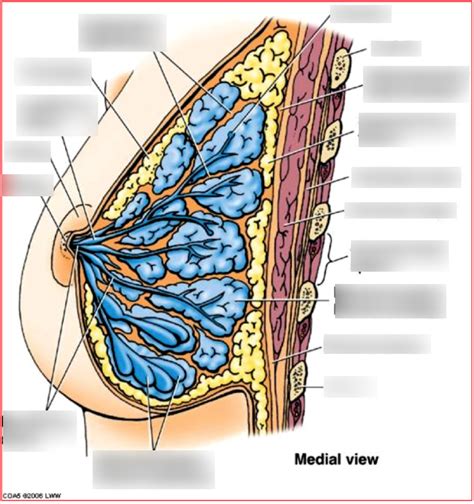 Sagittal Section Of Female Breast Diagram Quizlet