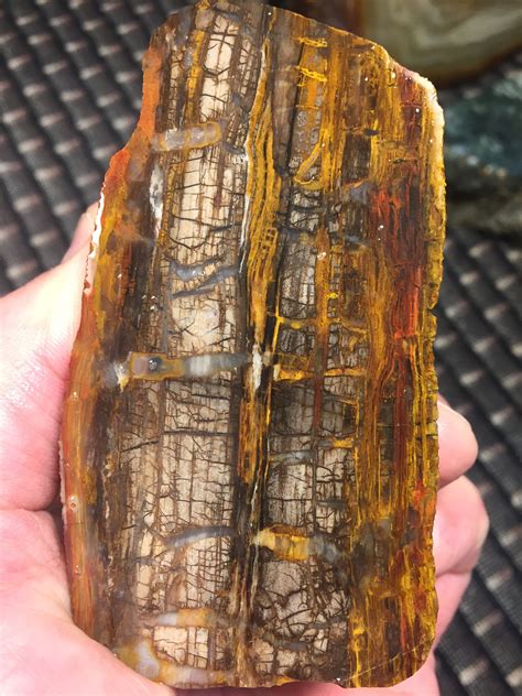 Types Of Petrified Wood Artofit