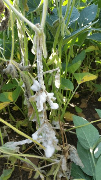 White Mold Of Soybean What To Expect With Variable Growth Stages