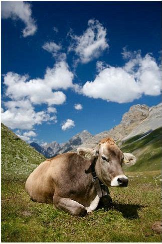 BRAUNVIEH CATTLE ORIGINATED: Switzerland. USE: Milk. Beef. NOTES: Docile and easy to work with ...