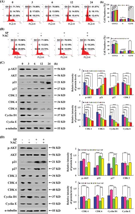 BIOCELL Free Full Text Sciadopitysin Exerts Anticancer Effects On