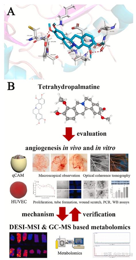 空间代谢组gcms非靶代谢组学揭示延胡索乙素促血管生成新机制 知乎