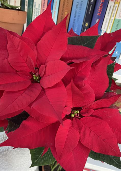 Poinsettia Entretien Et Astuces Pour Entretenir Votre étoile De Noël