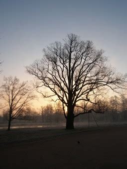 Bildet Landskap Tre Natur Gress Gren Vinter Sky Anlegg Himmel