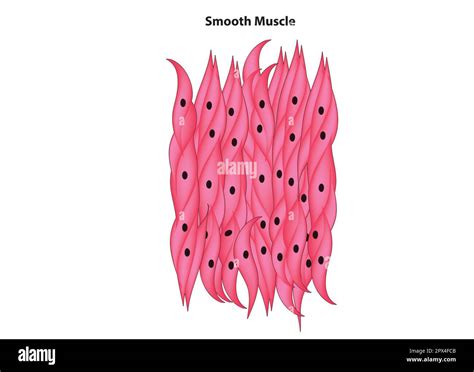 Smooth muscle tissue diagram (smooth muscle tissue Stock Vector Image & Art - Alamy