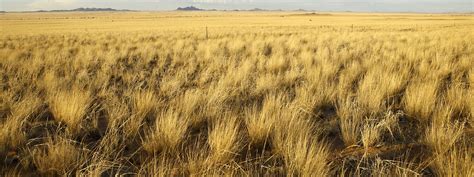 Grassland Biome Animals In Australia