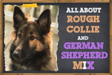 Rough Collie German Shepherd Mix-Things You Should Know | ZooAwesome