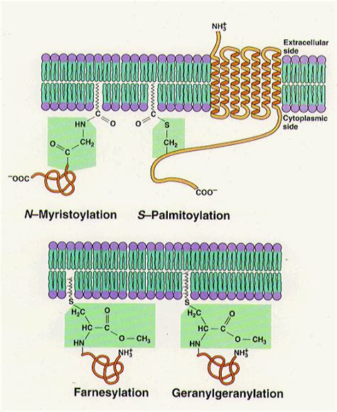 Lipid Anchored Proteins