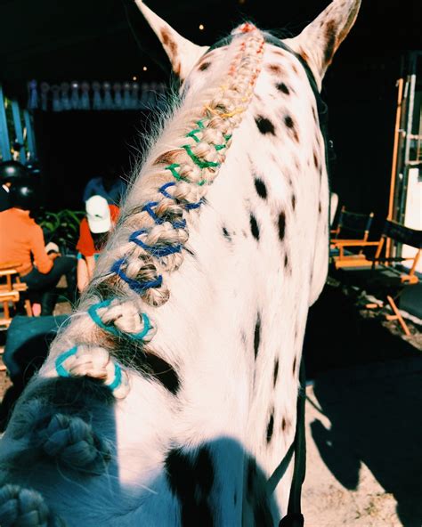 The Big Gay Equestrian Blog