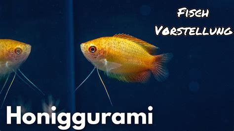 Honiggurami Trichogaster Chuna Liquid Nature Fisch Vorstellung