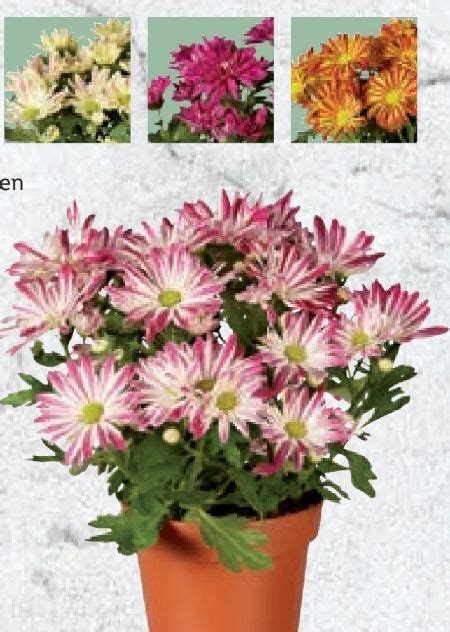 Alle Chrysanthemen Angebote Finden und entdecken Sie das günstigste