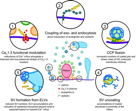 Endophilina Regulates Presynaptic Ca Influx And Synaptic Vesicle