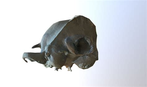 3d Model Photorealistic Scanned Small Skull Of Rodent Vr Ar Low