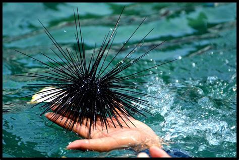 Sea Urchin Predators