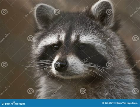 Raccoon Portrait Stock Image Image Of Mammal Lotor Mask 8734279